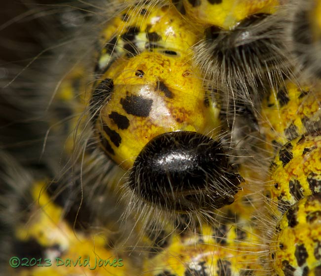 Buff-tip caterpillars (4th instar) prepare to moult - 3, 30 July 2013