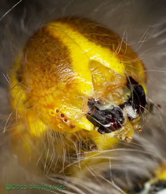 Buff-tip caterpillar fresh from 4th moult - close-up of head(a), 31 July 2013