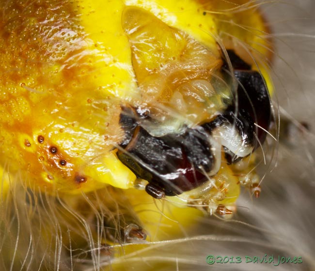 Buff-tip caterpillar fresh from 4th moult - close-up of mandibles, 31 July 2013