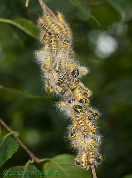 Buff-tip caterpillars undergoe their 4th moult - almost completed - 2, 31 July 2013