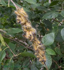 Buff-tip caterpillars undergo their 4th moult, 31 July 2013