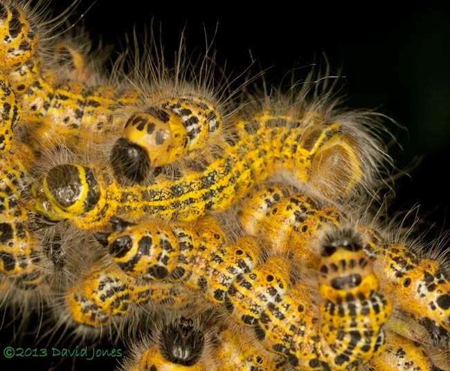 Buff-tip caterpillars undergoe their 4th moult - close-up 2, 31 July 2013