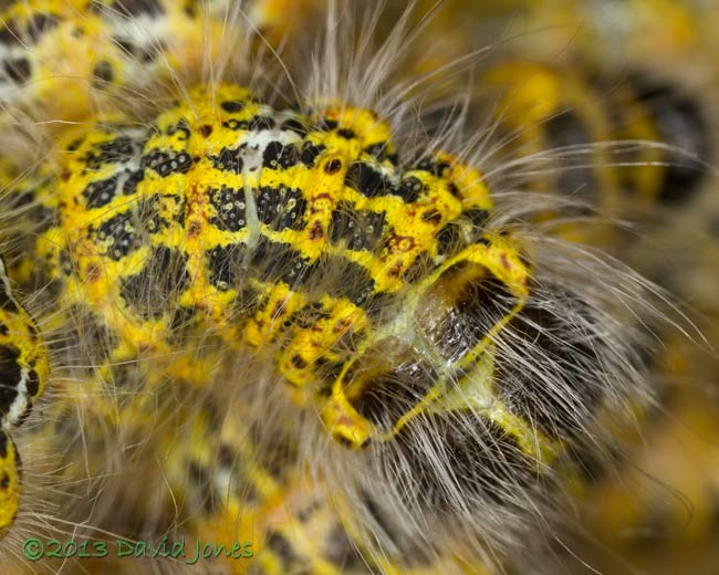Buff-tip caterpillars undergoe their 4th moult - details of back (a), 31 July 2013