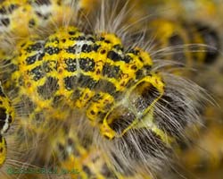 Buff-tip caterpillars undergoe their 4th moult - details of back, 31 July 2013
