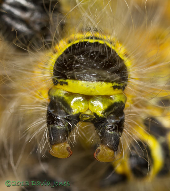 Buff-tip caterpillars undergoe their 4th moult - rear, including claspers - 1, 31 July 2013