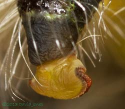 Buff-tip caterpillars undergoe their 4th moult - rear, close-up of clasper, 31 July 2013