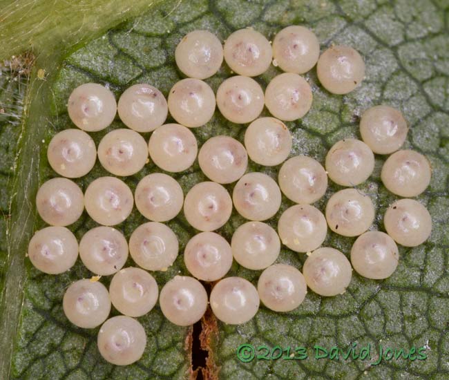 Insect eggs on leaf of Himalayan Birch, 5pm 14 June 2013