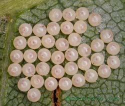 Insect eggs on leaf of Himalayan Birch, 5pm 14 June 2013