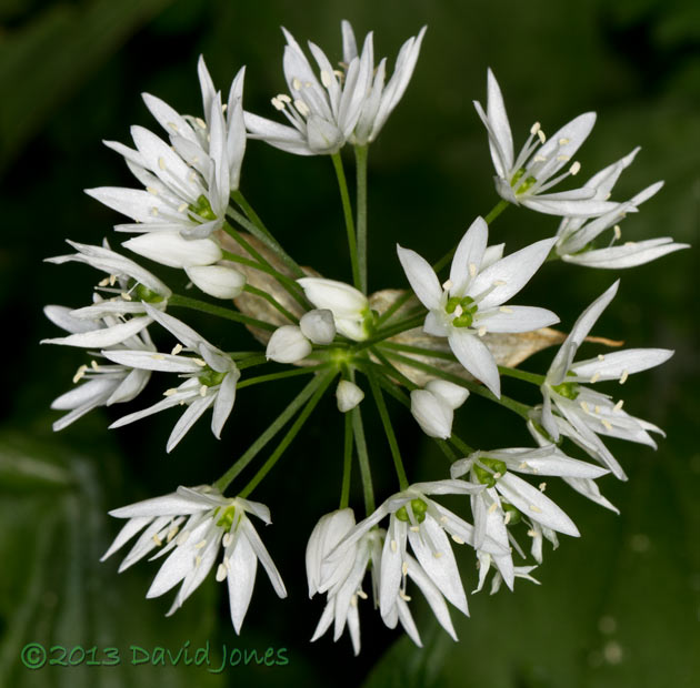 Wild Garlic (Ramson) near to end of flowering, 15 June 2013