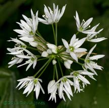 Wild Garlic (Ramson) near to end of flowering, 15 June 2013