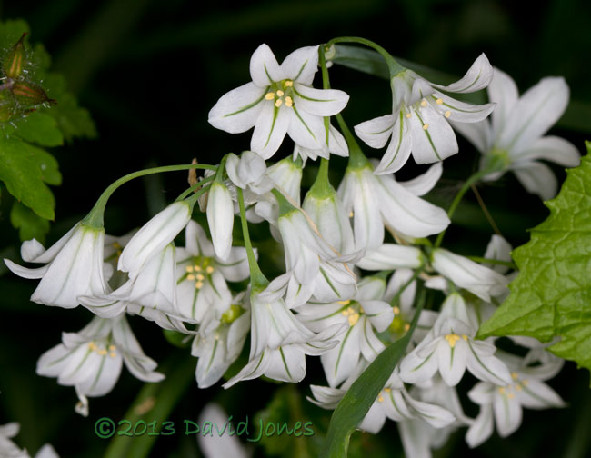 Triangular stemmed Garlic, 15 June 2013