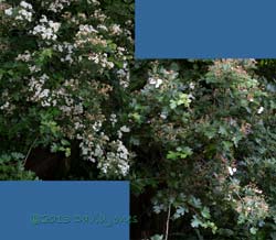 Hawthorn flowers, 10 / 14 June