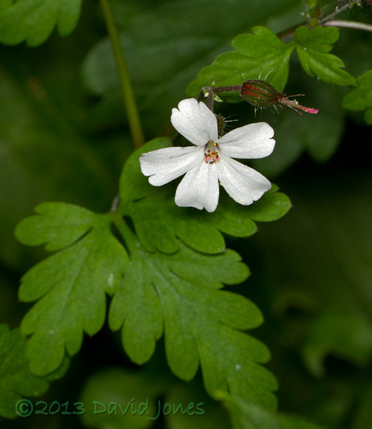Herb Robert - white variant, 15 June 2013