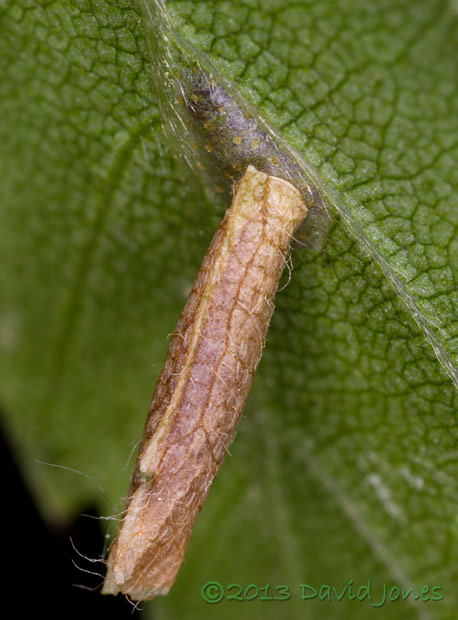 Larval leaf case under Birch leaf - close-up 1, 14 June 2013