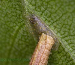 Larval leaf case under Birch leaf - close-up, 14 June 2013