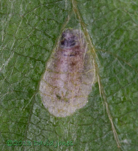 View of leaf upper surface showing head of larva inside leaf, 14 June 2013