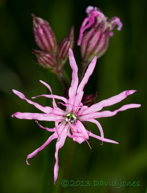 Ragged Robin in flower - 1, 15 June 2013