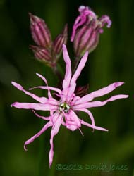 Ragged Robin in flower, 15 June 2013