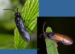 The Iris Sawfly (Rhadinocerea micans), 15 June 2013