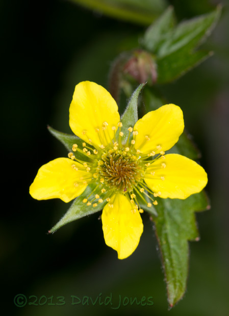 Wood Avens, 15 June 2013