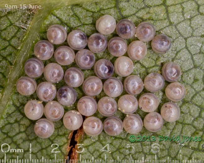 Insect eggs on leaf of Himalayan Birch, 9am 15 June 2013