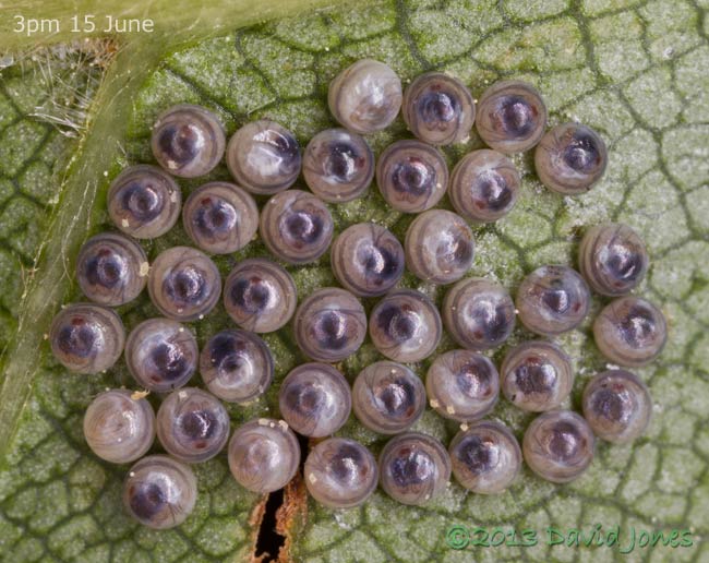 Insect eggs on leaf of Himalayan Birch, 3pm 15 June 2013