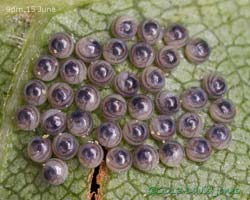 Insect eggs on leaf of Himalayan Birch, 9pm 15 June 2013