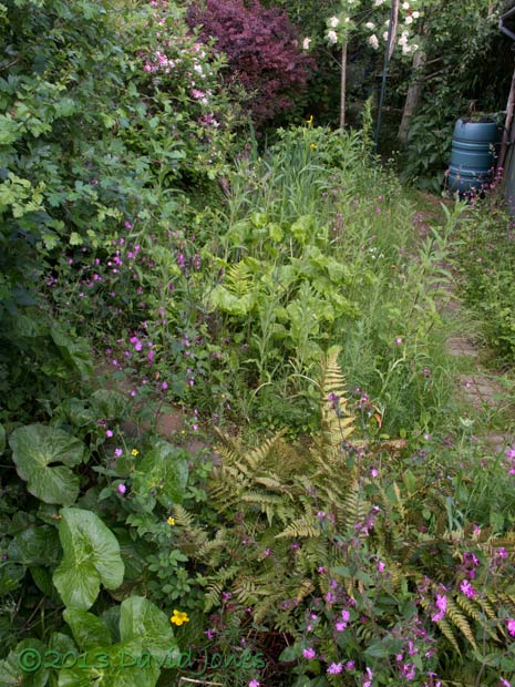 Looking down the garden, 14 June 2013