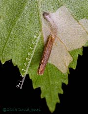 Larva continues to feed within Birch leaf, 6pm 15 June 2013
