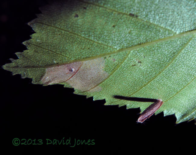 Larva moves away from feeding area, 9pm 15 June 2013