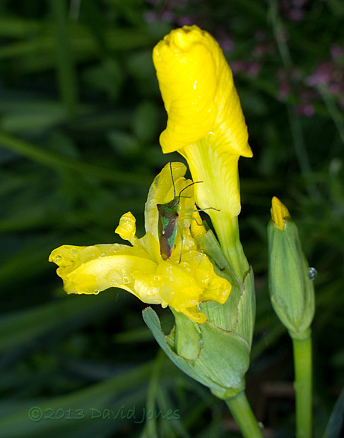 Hawthorn Shieldbug on Flag Iris, 15 June 2013