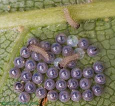 The first caterpillars emerge form eggs under Birch leaf, 3pm 16 June 2013