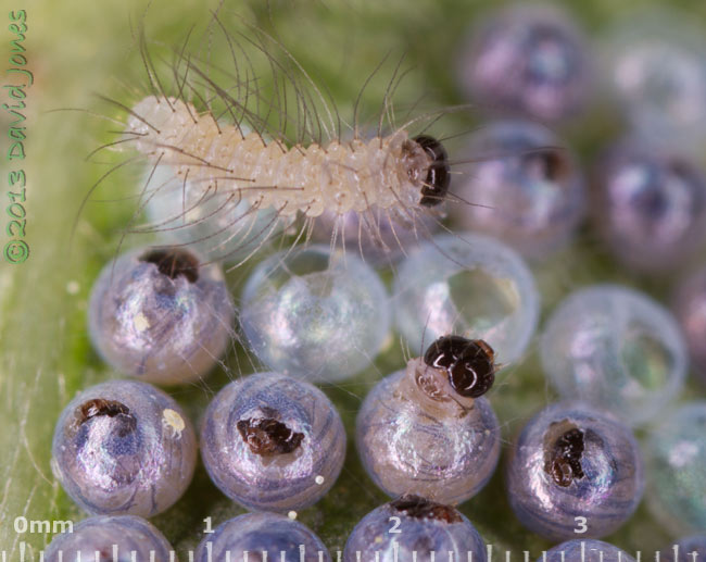 Many eggs hatching under Birch leaf, 6pm 16 June 2013
