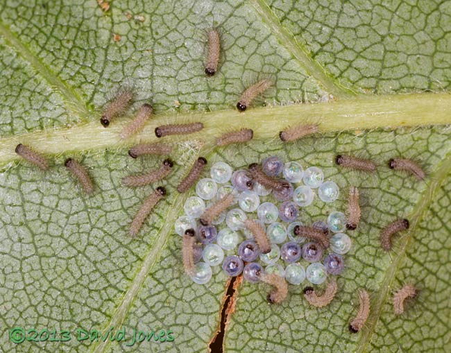 26 out of 39 caterpillar eggs hatched by 9pm, 16 June 2013