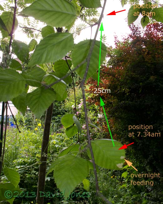 picture showing extent of movement by larva in 25 minutes, 16 June 2013