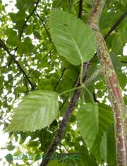 Larva at rest under leaf 2.6m above the ground, 16 June 2013