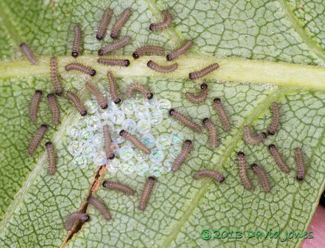 All 39 caterpillars have hatched, 7.30am 17 June 2013