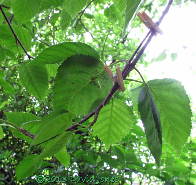 Leaf with caterpillars clipped to Birch tree, 17 June 2013