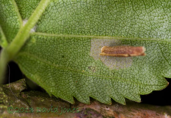 Larva attached to leaf, 7.30am 17 June 2013