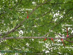 Image showing changing positions of larva during the morning, 17 June 2013