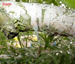 Insect larva hangs from strip of bark, 17 June 2013
