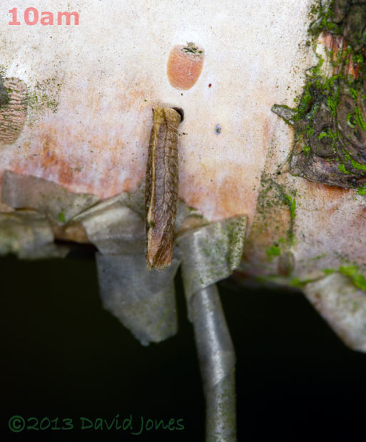 Insect larva moves along branch of Birch tree, 17 June 2013