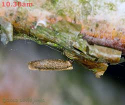 Insect larva feeding(?) on algal growth on Birch tree, 17 June 2013