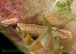 Insect larva resting(?) behind rolled bark on Himalayan Birch - close-up, 17 June 2013
