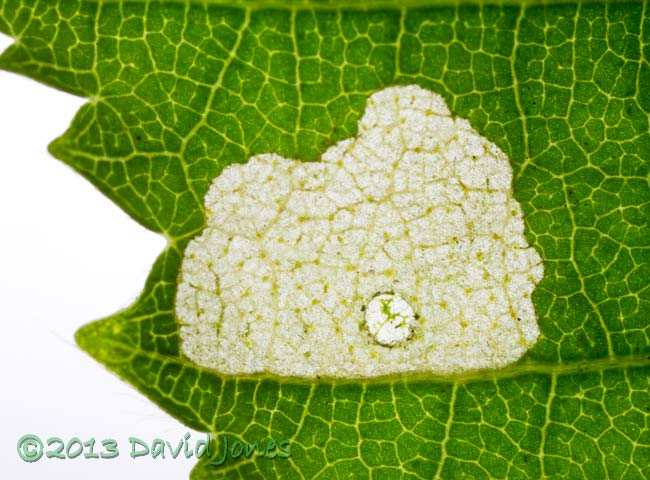 Area of leaf (Himalayan Birch) eaten by larva overnight, 15-16 June 2013