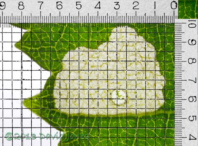 Area of leaf (Himalayan Birch) eaten by larva overnight - grid added, 15-16 June 2013