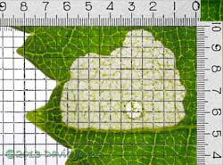 Area of leaf (Himalayan Birch) eaten by larva overnight, 15-16 June 2013