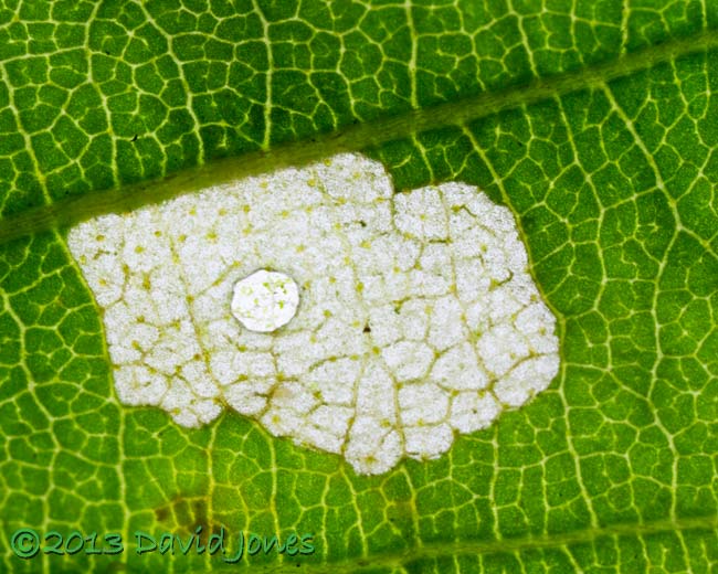 Area of leaf (Himalayan Birch) eaten by larva overnight, 16-17 June 2013