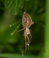 Nursery web spider (Pisaura mirabilis), 20 June 2013