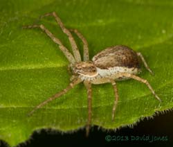 Philodromus cespitum (?), 20 June 2013